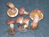 Suillus lakei image