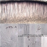 Bacidia laurocerasi image