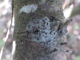 Bacidia laurocerasi image