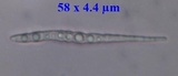Bacidia laurocerasi image