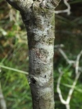 Arthonia elegans image