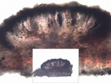 Arthonia elegans image