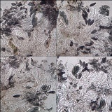 Arthonia elegans image