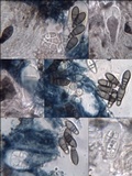 Arthonia elegans image