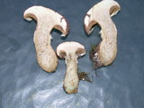 Suillus lakei image