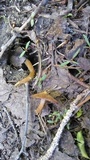 Entoloma holoconiotum image
