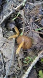 Entoloma holoconiotum image