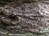 Arthonia cinnabarina image