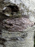 Arthonia cinnabarina image