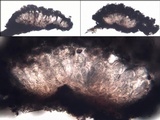 Arthonia cinnabarina image