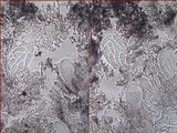 Arthonia cinnabarina image