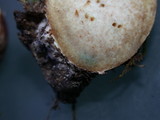 Suillus lakei image