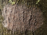 Arthonia cinnabarina image