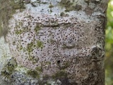 Arthonia cinnabarina image