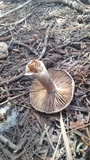 Clitocybe glacialis image