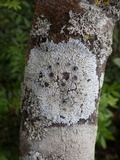 Physcia clementei image