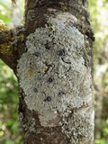 Physcia clementei image