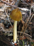 Pluteus flavofuligineus image