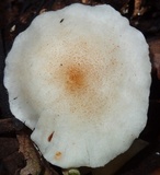 Ripartitella brasiliensis image