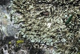 Physciella chloantha image