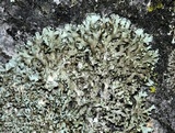 Physciella chloantha image