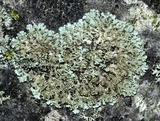 Physciella chloantha image