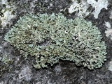 Physciella chloantha image