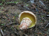 Suillus lakei image