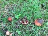 Boletus discolor image