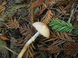 Lepiota roseifolia image
