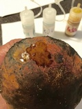 Boletus discolor image