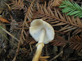 Lepiota roseifolia image