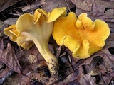 Cantharellus lateritius image