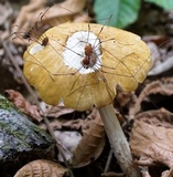 Hymenopellis incognita image