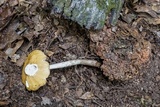 Hymenopellis incognita image