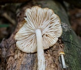 Hymenopellis incognita image