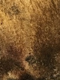 Boletus vermiculosus image