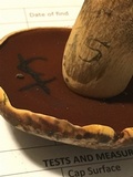 Boletus vermiculosus image