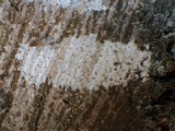 Julella vitrispora image