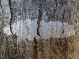 Julella vitrispora image