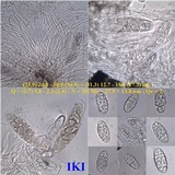 Julella vitrispora image
