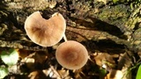 Pluteus longistriatus image