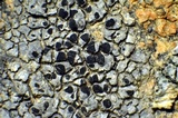 Diplotomma alboatrum image