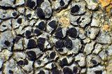 Diplotomma alboatrum image