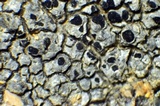 Diplotomma alboatrum image