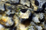 Diplotomma alboatrum image