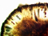 Diplotomma alboatrum image