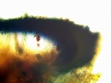 Diplotomma alboatrum image