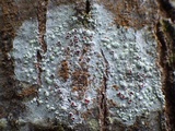 Haematomma sorediatum image