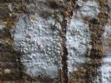 Haematomma sorediatum image
